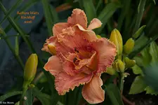 IMG_1777.webp