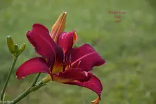 IMG_1779-2.webp