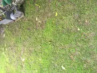Rasen.webp