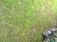 Rasen.webp
