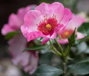 Eyes on me 160624.webp Eyes on me 160624.webp