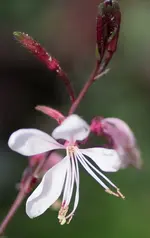 Gaura 160624.jpg
