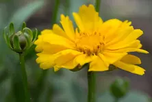 Maedchenauge 160624.webp Maedchenauge 160624.webp