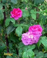 IMG_6150.JPG