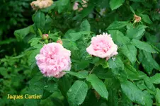 IMG_0793.webp