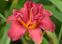 5allfireup.webp