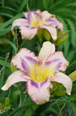 5destinedtosee2.webp