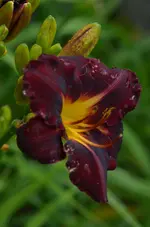 5edmurray.webp