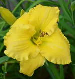 5knallgelb.webp