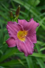 5littlewineup.webp