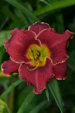 5rosesinsnow.webp