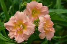 5sildoubleclassic.webp
