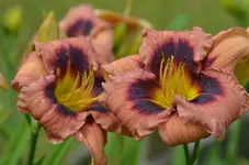 5tanteyu.webp