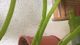zucchini3.webp zucchini3.webp