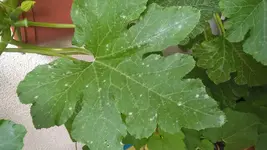 zucchini2.webp zucchini2.webp