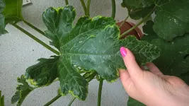 zucchini 1.webp zucchini 1.webp