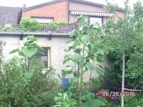 Sonnenblume.webp