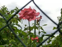 CIMG2744.webp
