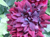 CIMG2740.webp