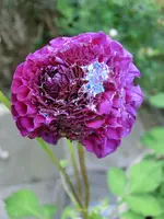 CIMG2729.webp