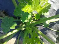 20160625_090850.webp