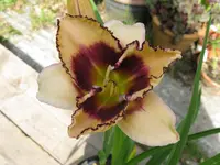 maureen faber_1024x768.webp