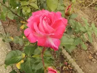 Rose 01.webp