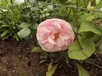 Rose 02.webp