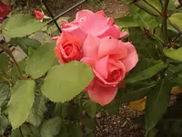 Rose 04.JPG