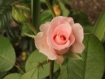 Rose 05.JPG