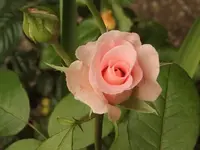 Rose 05.webp