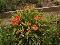 Taglilie 01.webp