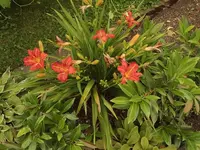 Taglilie 2.webp