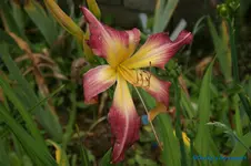 comp_DSC05215.webp