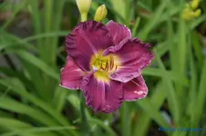 comp_DSC05231.webp