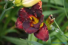 comp_DSC05232.webp