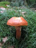 016_576x768.webp