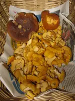 017_576x768.webp