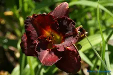 comp_DSC05236.webp