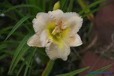 comp_DSC05239.webp
