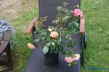 comp_DSC05229.webp