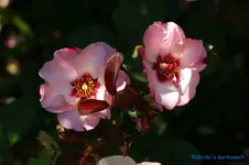 comp_DSC05202.webp