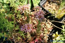 comp_DSC05203.webp