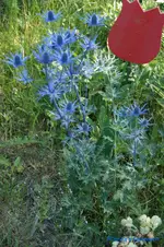 comp_DSC05204.webp