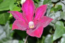 DSC_8454.webp