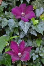 DSC_8465.webp