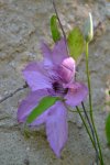 DSC_8477.jpg