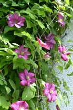 Meine Alte_8911.webp