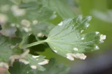 _DSC5245.webp