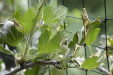 _DSC5248.webp
